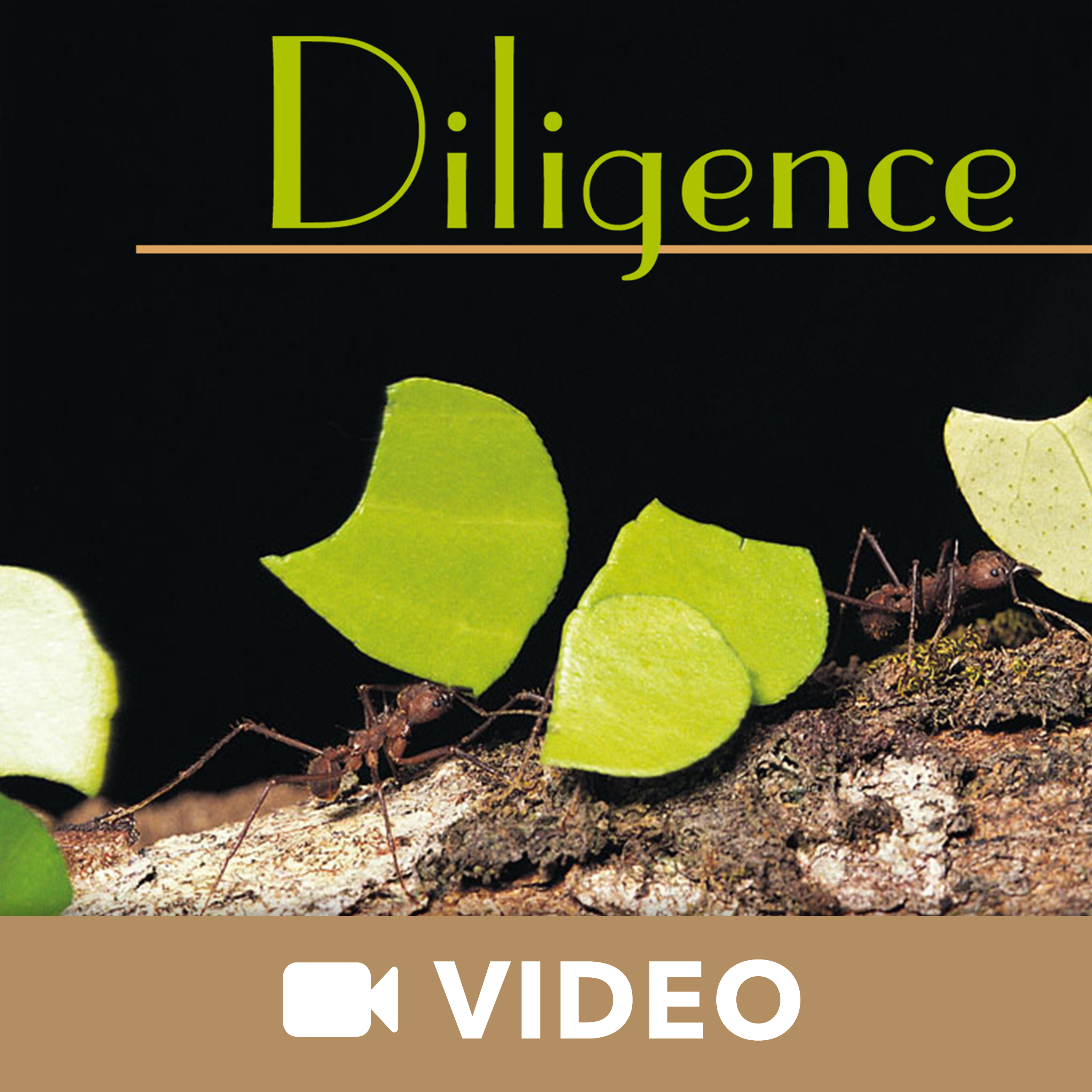 Diligence (Video)